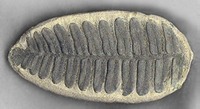 Specimen - Mazon Creek Fossil - neuropteris