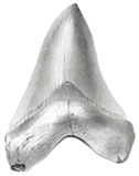 Specimen - megalodon tooth