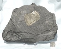 Specimen - Pyrite Sun with matrix