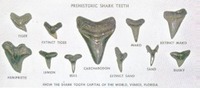 Specimen - Venice Beach Shark Teeth
