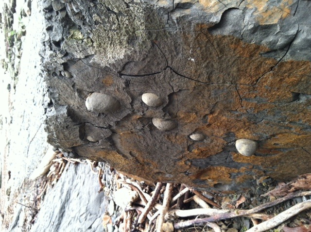 Specimen - Concretions Clallam County