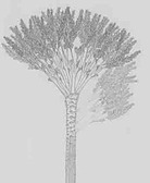 Speciment - Gilboa Fossil