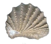 Tennessee - Fossil - pterotrigonia thoracica