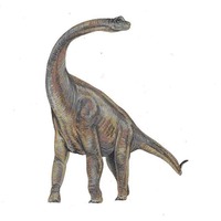 Texas - Dinosaur - Paluxysaurus