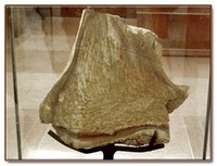 Texas - Stone - Palmwood