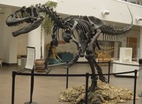 Utah - Fossil - allosaurus fossil