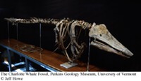 Vermont - Fossil - Charlotte Whale Skeleton