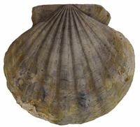 Virginia - Fossil - Chesapecten jeffersonius