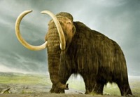 Washington - Fossil - Columbian Mammoth