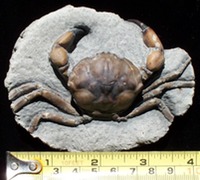 web- Fossil Crabs