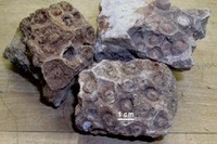 West Virgiia - Gem - Lithostrotinella (rough)