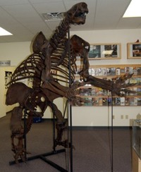 West Virginia - Fossil - Megalonyx skeleton