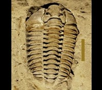 Wisconsin - Fossil - Calymene celebra