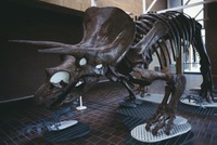 Wyoming - Dinosaur - Triceratops