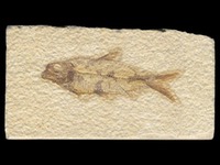 Wyoming - Fossil - Knightia
